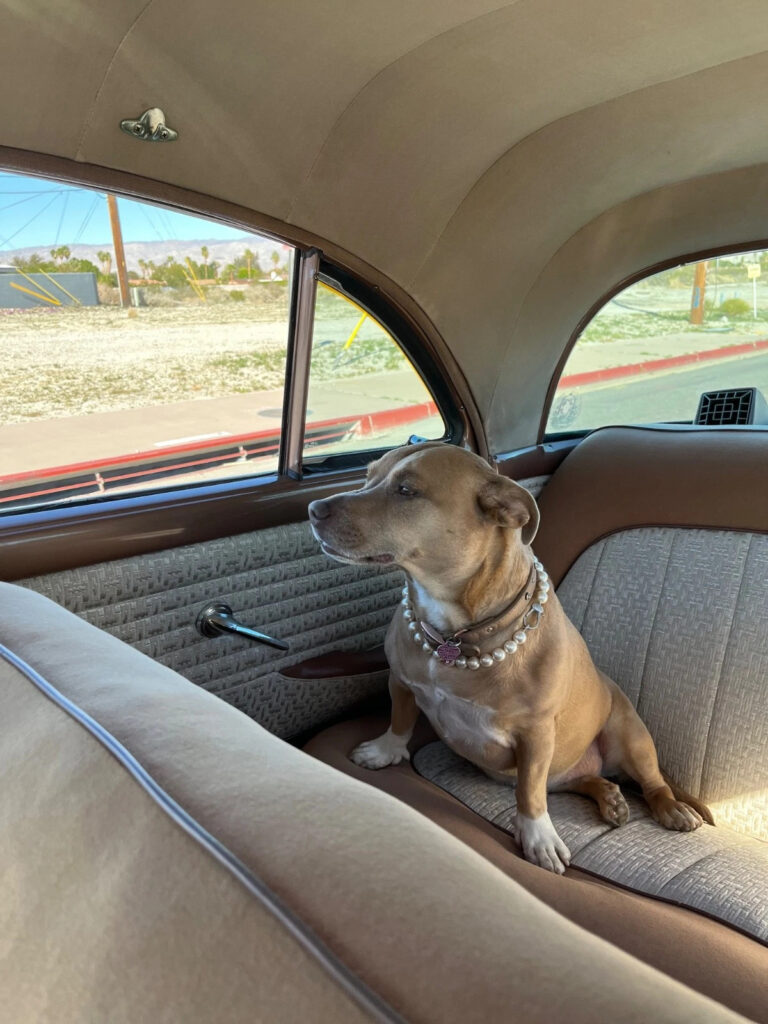 1955 Packard Patrician